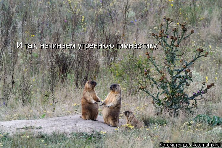 И так, начинаем утреннюю гимнастику.... Котоматрица: И так, начинаем утреннюю гимнастику.