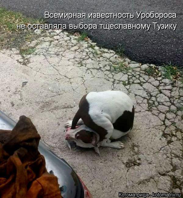 Котоматрица: Современный Уроборос Всемирная известность Уробороса не оставляла выбора тщеславному Тузику