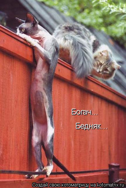 Котоматрица: Богач… Бедняк…