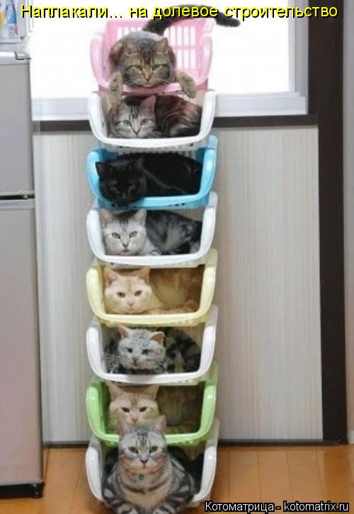 Котоматрица: Наплакали… на долевое строительство
