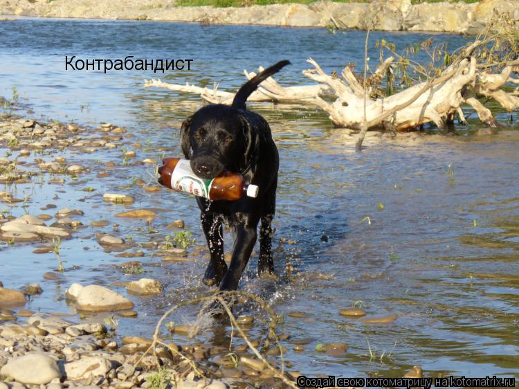 Котоматрица: Контрабандист