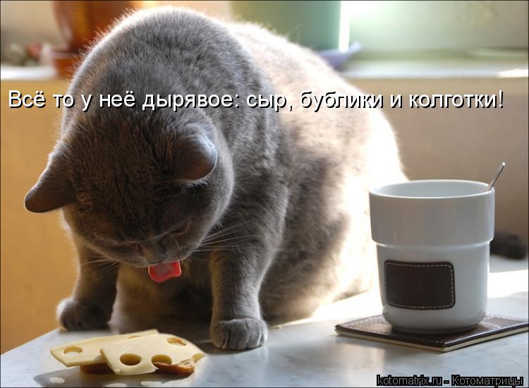 Котоматрица: Всё то у неё дырявое: сыр, бублики и колготки!