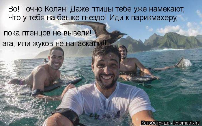 Котоматрица: Во! Точно Колян! Даже птицы тебе уже намекают, Что у тебя на башке гнездо! Иди к парикмахеру, пока птенцов не вывели!!! ага, или жуков не натаск