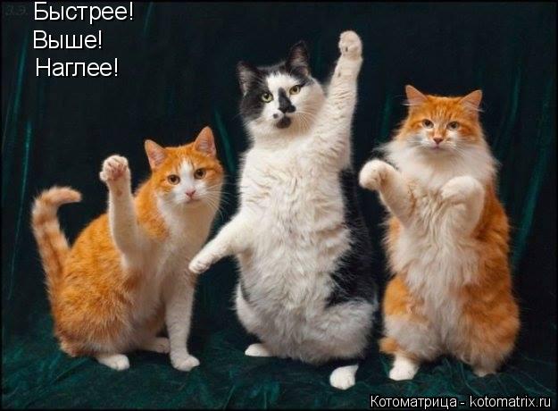 Котоматрица: Быстрее! Выше! Наглее!