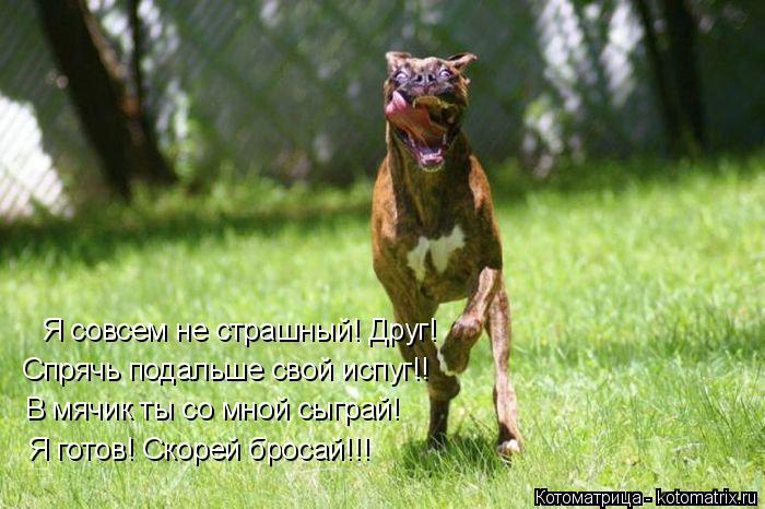 Котоматрица: Я готов! Скорей бросай!!! В мячик ты со мной сыграй! Спрячь подальше свой испуг!! Я совсем не страшный! Друг!