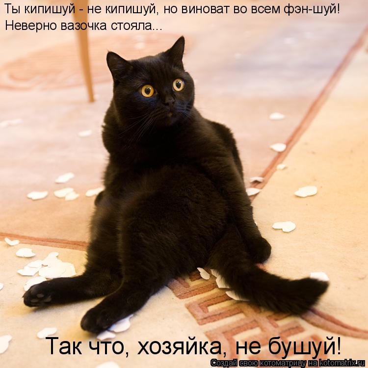 Котоматрица: Ты кипишуй - не кипишуй, но виноват во всем фэн-шуй! Неверно вазочка стояла... Так что, хозяйка, не бушуй!