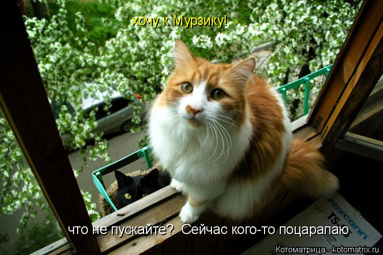 хочу к Мурзику! что не пускайте? Сейчас кого-то поцарапаю... Котоматрица: хочу к Мурзику! что не пускайте? Сейчас кого-то поцарапаю
