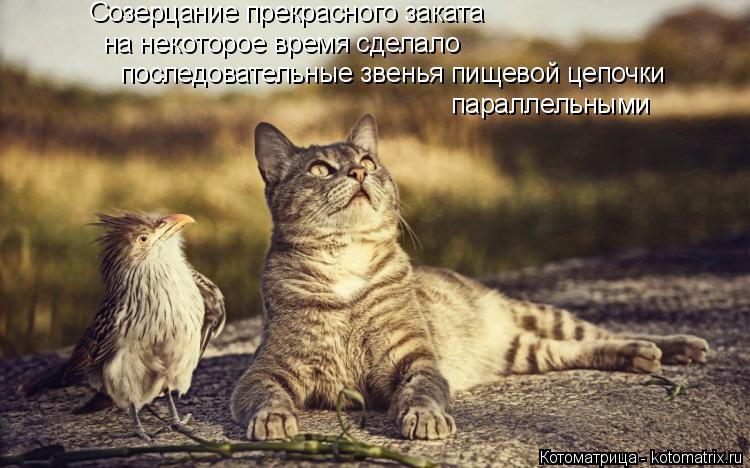 Котоматрица: Созерцание прекрасного заката на некоторое время сделало последовательные звенья пищевой цепочки параллельными