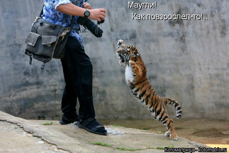 Котоматрица: Маугли! Как повзрослел-то!…
