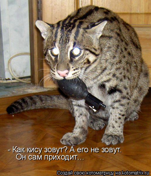 Котоматрица: - Как кису зовут? А его не зовут. Он сам приходит…
