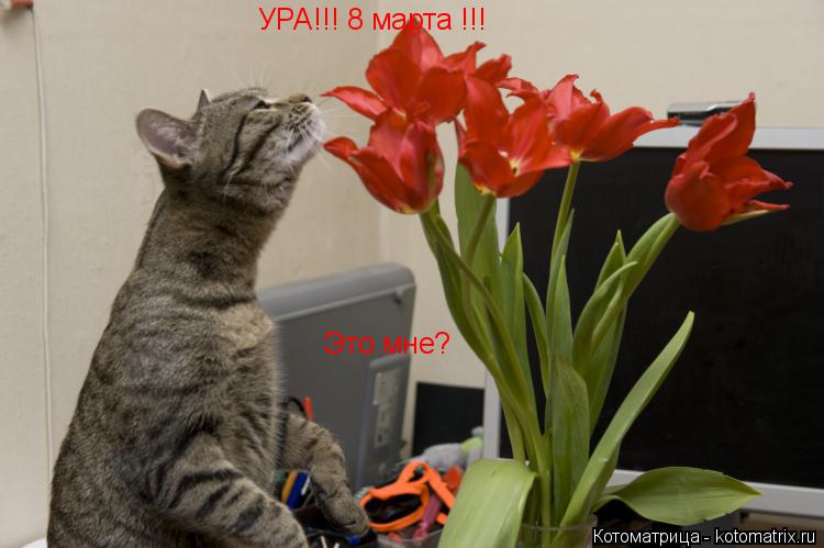 УРА!!! 8 марта !!! Это мне?... Котоматрица: УРА!!! 8 марта !!! Это мне?