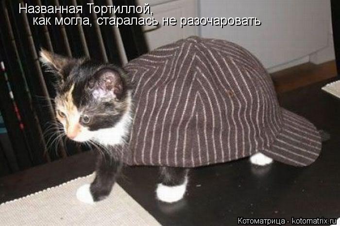 Котоматрица: Названная Тортиллой, как могла, старалась не разочаровать