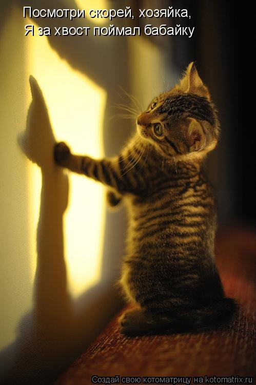 Котоматрица: Посмотри скорей, хозяйка, Я за хвост поймал бабайку