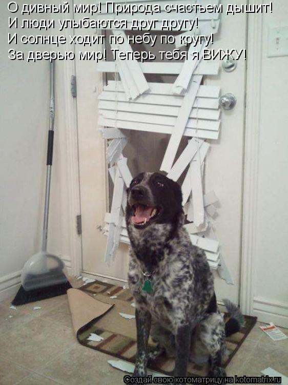 О дивный мир! Природа счастьем дышит! И люди улыбаются друг другу! И солнце ходит по небу по кругу! З... Котоматрица: О дивный мир! Природа счастьем дышит! И люди улыбаются друг другу! И солнце ходит по небу по кругу! За дверью мир! Теперь тебя я ВИЖУ!