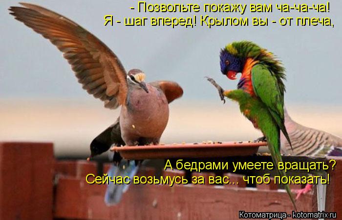 Котоматрица: - Позвольте покажу вам ча-ча-ча! Я - шаг вперед! Крылом вы - от плеча, А бедрами умеете вращать? Сейчас возьмусь за вас... чтоб показать!