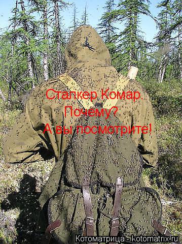 Котоматрица: Сталкер Комар.  Почему? А вы посмотрите!