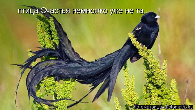 птица Счастья немножко уже не та...... Котоматрица: птица Счастья немножко уже не та...