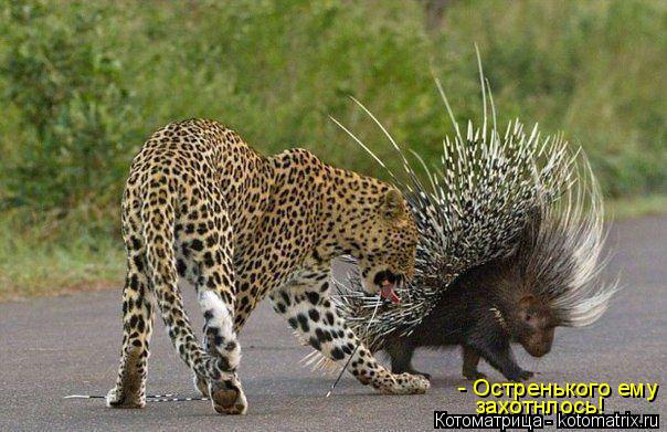 Котоматрица: - Остренького ему  захотнлось!