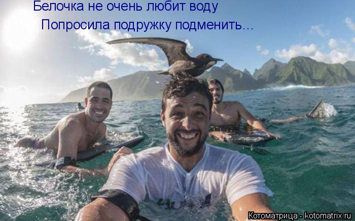 Белочка не очень любит воду Попросила подружку подменить…... Котоматрица: Белочка не очень любит воду Попросила подружку подменить…