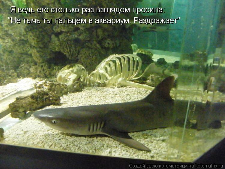 Котоматрица: Я ведь его столько раз взглядом просила: "Не тычь ты пальцем в аквариум. Раздражает"