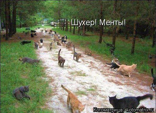Шухер! Менты!... Котоматрица: Шухер! Менты!