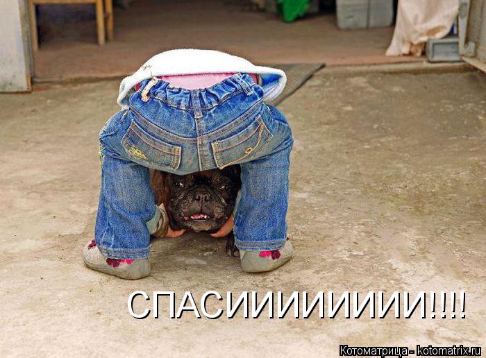 Котоматрица: СПАСИИИИИИИИ!!!!