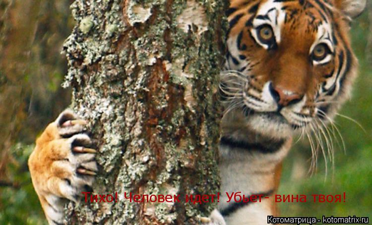 Тихо! Человек идет! Убьет- вина твоя!... Котоматрица: Тихо! Человек идет! Убьет- вина твоя!
