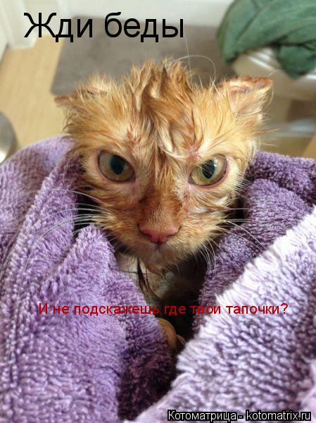 Котоматрица: Жди беды И не подскажешь где твои тапочки?
