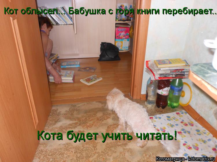 Кот облысел... Бабушка с горя книги перебирает... Кот облысел... Бабушка с горя книги перебирает...... Котоматрица: Кот облысел... Бабушка с горя книги перебирает... Кот облысел... Бабушка с горя книги перебирает... Кота будет учить читать!