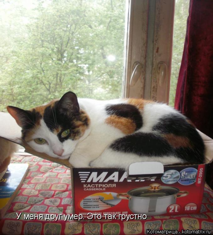 Котоматрица: У меня друг умер. Это так грустно