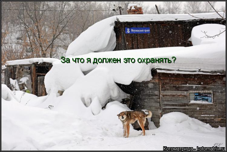 Котоматрица: За что я должен это охранять?