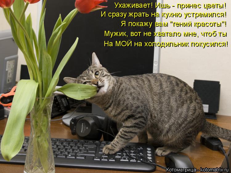 Котоматрица: Ухаживает! Ишь - принес цветы! И сразу жрать на кухню устремился! Я покажу вам "гений красоты"! Мужик, вот не хватало мне, чтоб ты На МОЙ на холо