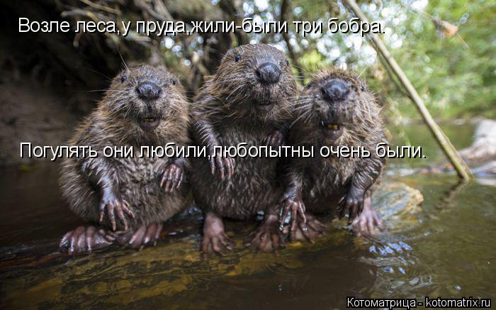 Возле леса,у пруда,жили-были три бобра. Погулять они любили,любопытны очень были.... Котоматрица: Возле леса,у пруда,жили-были три бобра. Погулять они любили,любопытны очень были.
