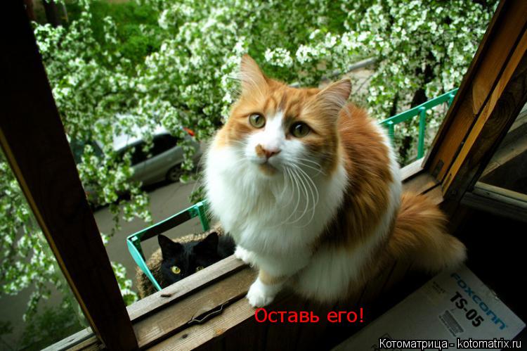 Котоматрица: Оставь его! Оставь его!