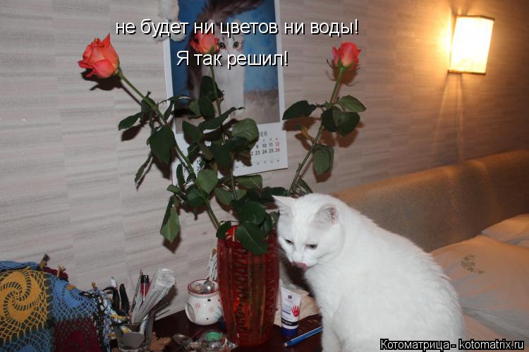 не будет ни цветов ни воды! Я так решил!... Котоматрица: не будет ни цветов ни воды! Я так решил!