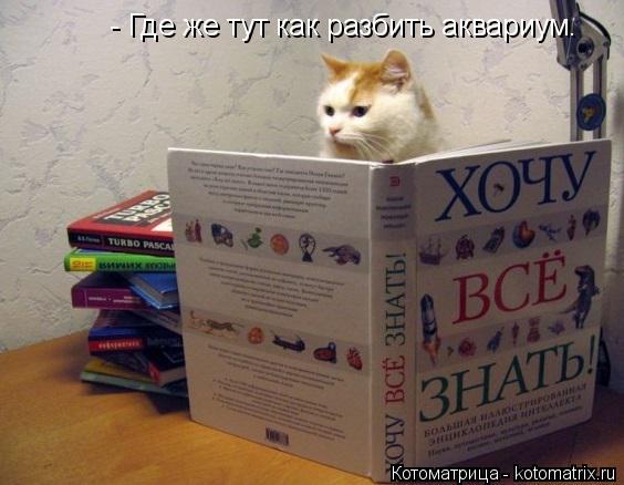Котоматрица: - Где же тут как разбить аквариум.