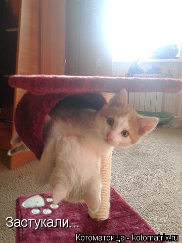 Застукали...... Котоматрица: Застукали...
