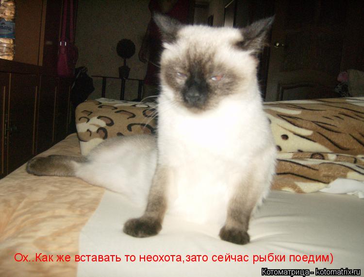 Котоматрица: Ох..Как же вставать то неохота,зато сейчас рыбки поедим)