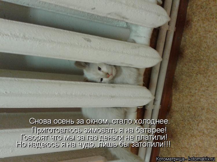 Котоматрица: Снова осень за окном, стало холоднее. Приготовлюсь зимовать я на батарее! Говорят что мы за газ деньги не платили! Но надеюсь я на чудо, лишь 