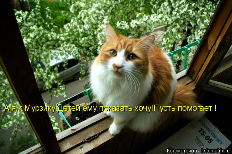 Котоматрица: А я к Мурзику!Детей ему показать хочу!Пусть помогает !