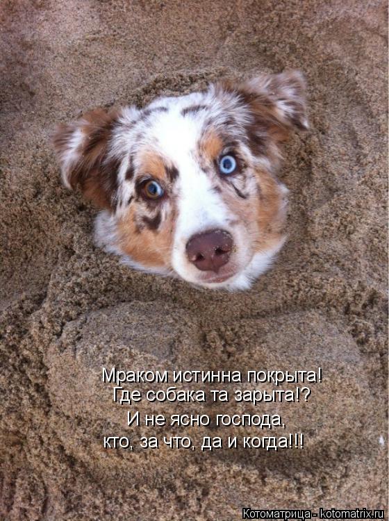 Котоматрица: Мраком истинна покрыта! Где собака та зарыта!? И не ясно господа, кто, за что, да и когда!!!
