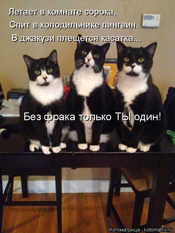Котоматрица: Летает в комнате сорока, Спит в холодильнике пингвин. В джакузи плещется касатка... Без фрака только ТЫ один!