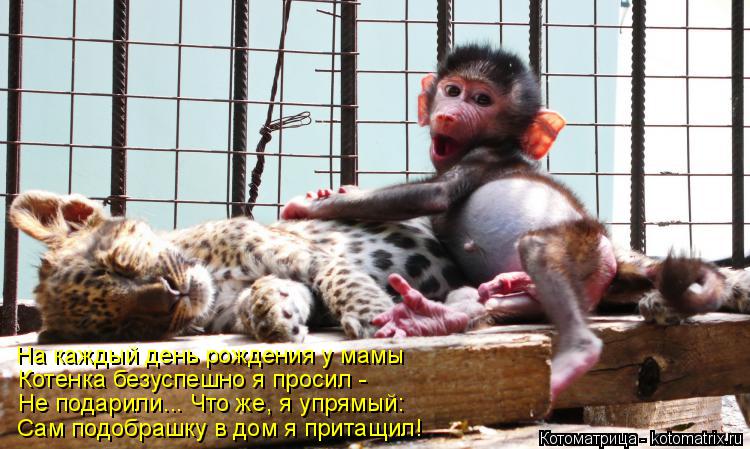 Котоматрица: На каждый день рождения у мамы Котенка безуспешно я просил - Не подарили... Что же, я упрямый: Сам подобрашку в дом я притащил!