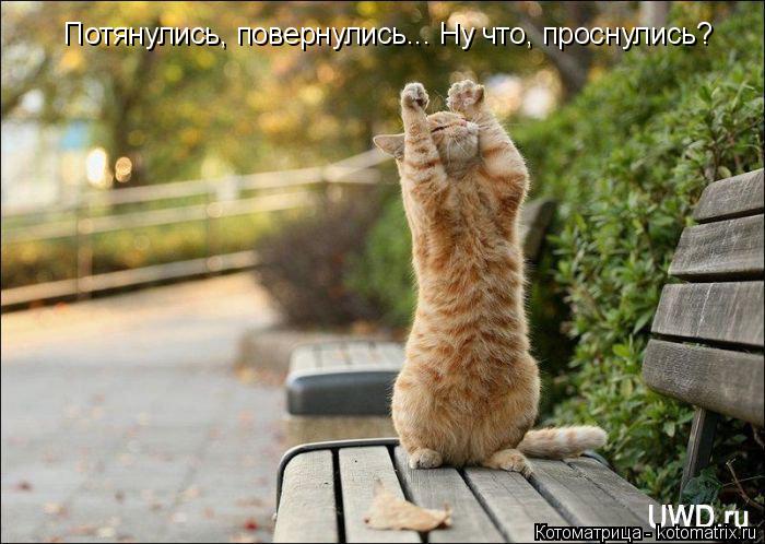 Котоматрица: Потянулись, повернулись... Ну что, проснулись?