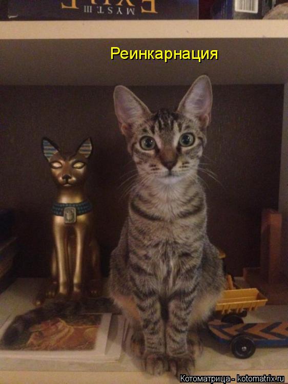 Котоматрица: Реинкарнация