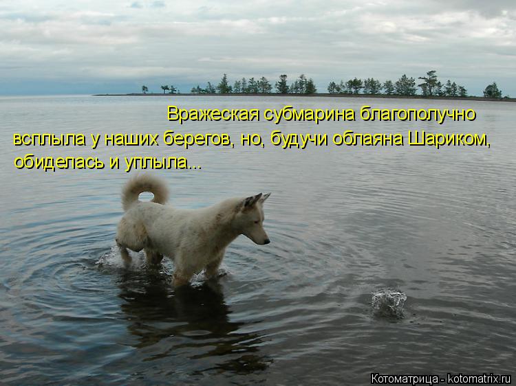 Котоматрица: Вражеская субмарина благополучно  всплыла у наших берегов, но, будучи облаяна Шариком,  обиделась и уплыла...