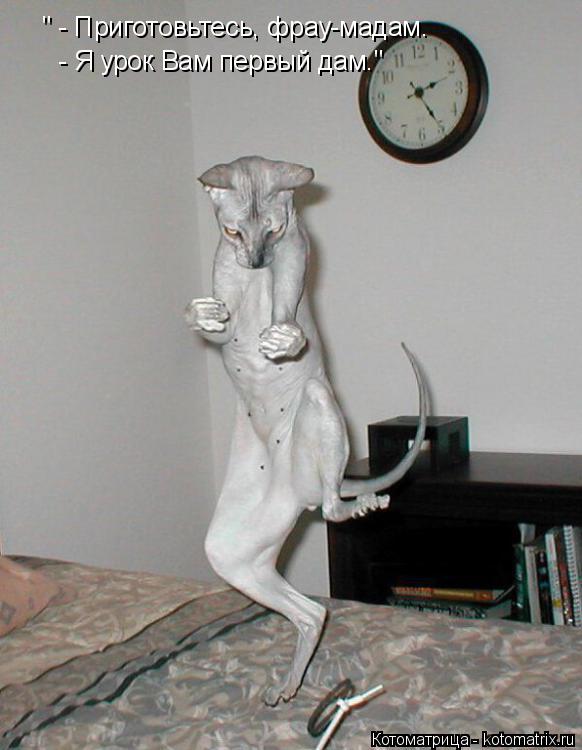 Котоматрица: " - Приготовьтесь, фрау-мадам. - Я урок Вам первый дам."