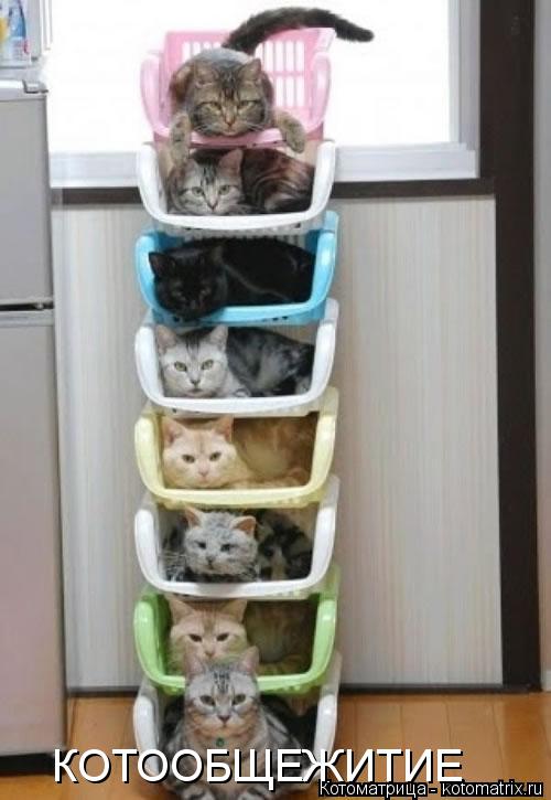 КОТООБЩЕЖИТИЕ... Котоматрица: КОТООБЩЕЖИТИЕ