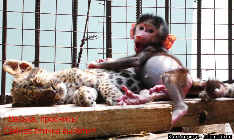 Васька, проснись! Сейчас птичка вылетит!... Котоматрица: Васька, проснись! Сейчас птичка вылетит!