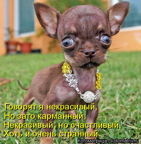 Говорят я некрасивый, Но зато карманный, Некрасивый, но счастливый, Хоть и очень странный.... Котоматрица: Говорят я некрасивый, Но зато карманный, Некрасивый, но счастливый, Хоть и очень странный.